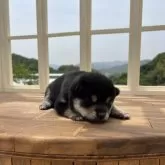 柴犬(標準サイズ)【香川県・男の子・2025年5月2日・黒】の写真9