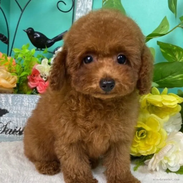 ID:2307-06952の子犬