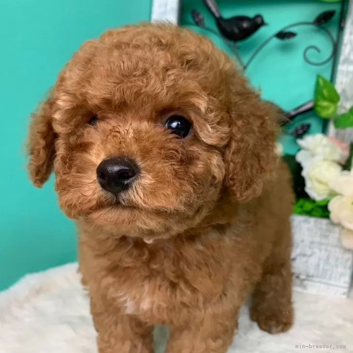 ID:2405-06896の子犬