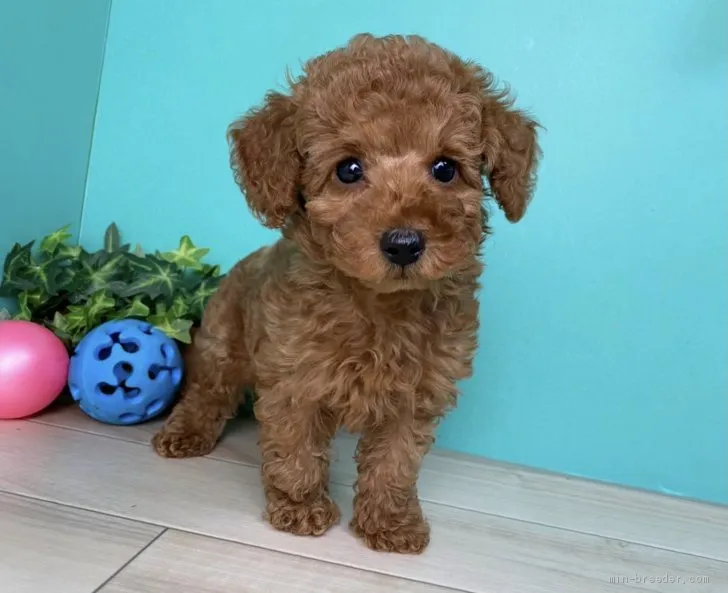ID：2102-02631の子犬