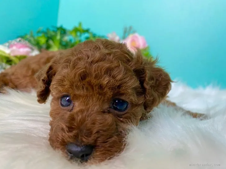 ID:2102-02634の子犬