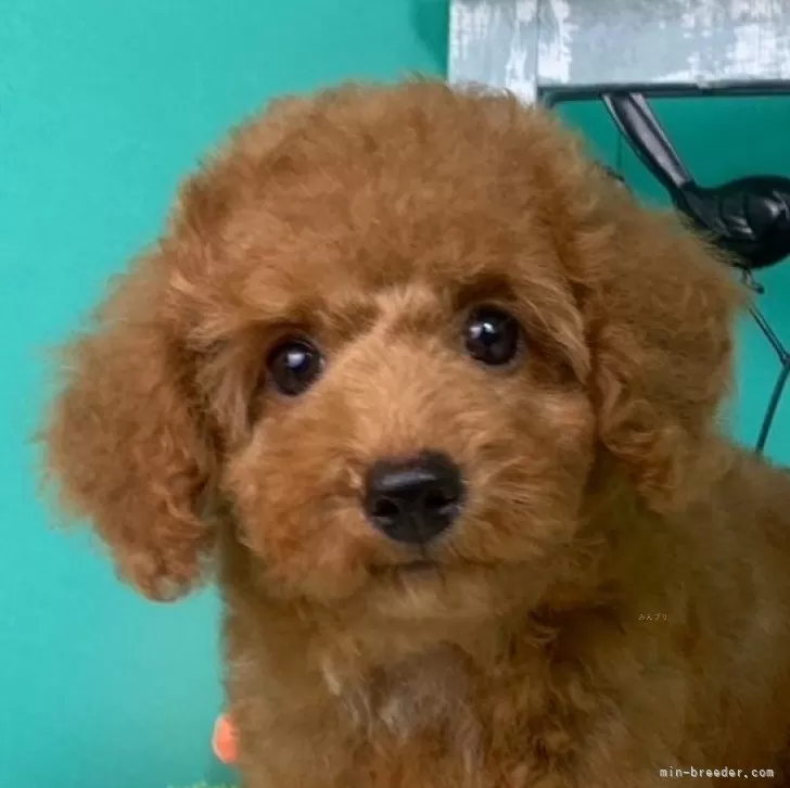 ID：2407-00240の子犬