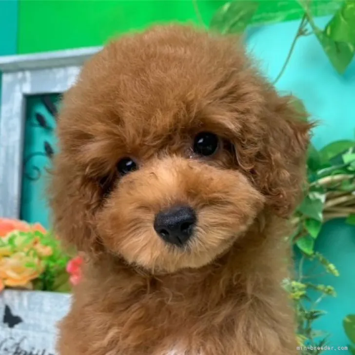 ID:2309-02356の子犬