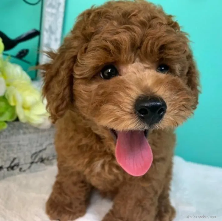 ID:2205-00825の子犬