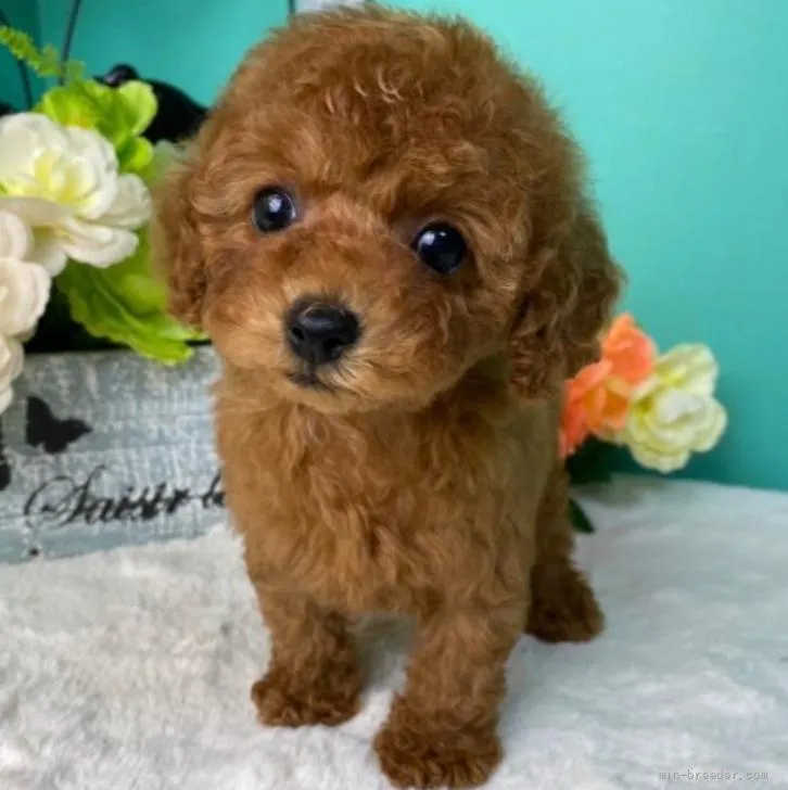 あや 様のお迎えした子犬