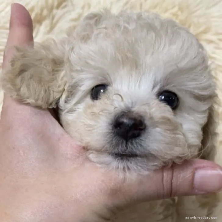 ID：2302-01687の子犬