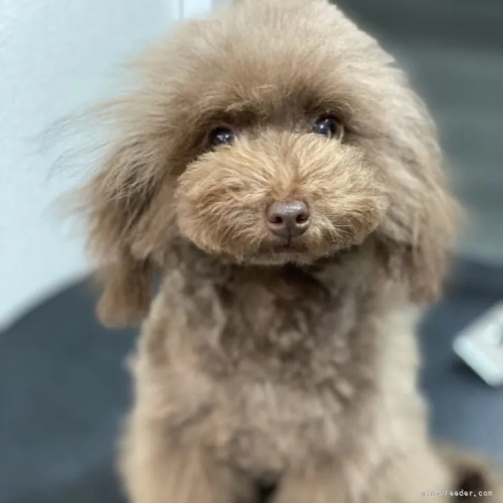 ID：2303-04465の子犬