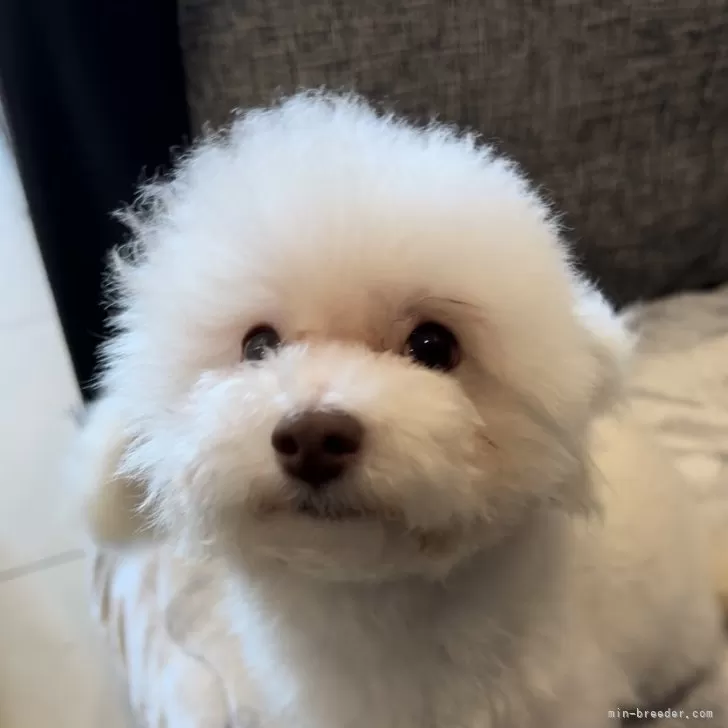 ID：2312-00928の子犬