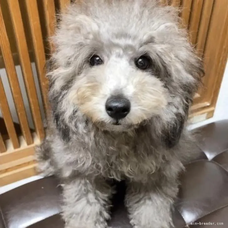 ID：2207-01457の子犬