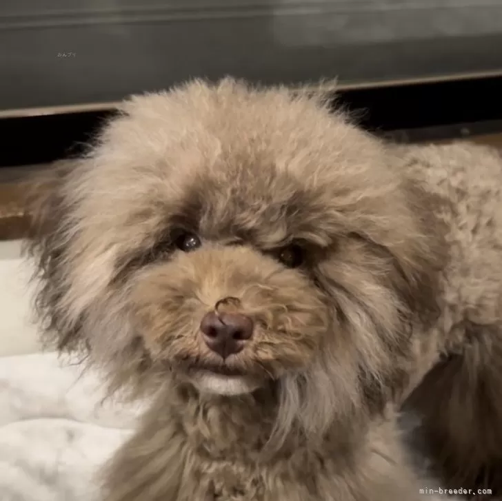 ID：2405-01543の子犬