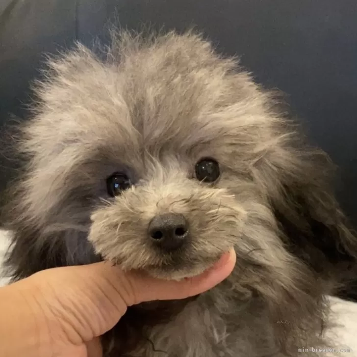 ID：2312-00906の子犬