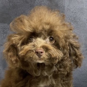 トイプードル(タイニー)【奈良県・男の子・2023年5月1日・シルバーベージュ】の写真「希少カラー☆の可愛いおとこのこ」