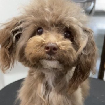 トイプードル(ティーカップ)【奈良県・女の子・2022年5月23日・シルバーベージュ】の写真「希少カラー シルバーベージュ 小さなおんなのこ」