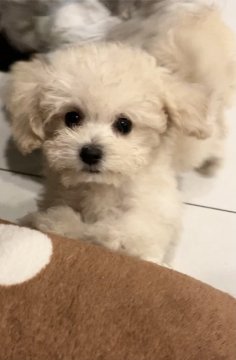 トイプードル(タイニー)【奈良県・女の子・2022年2月20日・ホワイト 現在クリーム】の写真「ふわふわ〜♡おしゃまなおんなのこ♡」