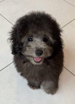 トイプードル(タイニー)【奈良県・男の子・2021年6月14日・シルバー】の写真「ふわ〜っと優しいおとこのこです♡」