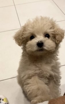 トイプードル(タイニー)【奈良県・女の子・2022年2月20日・クリーム(明るいめ)】の写真「ふわふわ〜大人しい可愛いおんなのこ♡」