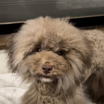 トイプードル(トイ)【奈良県・男の子・2023年12月12日・シルバーベージュ】の写真「希少カラー☆甘えんぼさん」