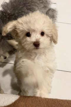 トイプードル(タイニー)【奈良県・男の子・2022年2月20日・クリーム〜ホワイト】の写真「妖精さんみたいな ふわっと可愛いおとこのこ♡」