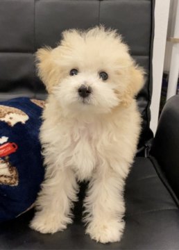 トイプードル(タイニー)【奈良県・男の子・2022年2月20日・ホワイト 現在クリーム】の写真「ふわっふわ♡甘えんぼなおとこのこ」