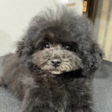 トイプードル(トイ)【奈良県・女の子・2023年9月2日・ブラック(ブルー系)】の写真「ブルー系☆渋めカラー可愛いおんなのこ」