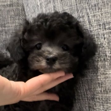 トイプードル(タイニー)【奈良県・女の子・2024年5月24日・シルバー(プラチナ予想)】の写真「かわいいお顔のシルバーちゃん♡」