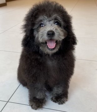 トイプードル(タイニー)【奈良県・男の子・2021年6月14日・シルバー】の写真「人もワンコも大好き♡甘えん坊なおとこのこ」