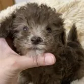 タイニープードル【奈良県・男の子・2022年12月18日・シルバーベージュ】の写真3