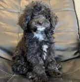 トイプードル(トイ)【奈良県・男の子・2022年6月22日・ブラック(ブルー)】の写真4「2022/9」