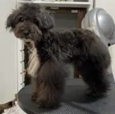 トイプードル(トイ)【奈良県・男の子・2022年5月30日・ブラック(ホワイトポイントあり)】の写真4「12/1」