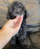 トイプードル(トイ)【奈良県・男の子・2022年6月22日・ブラック(ブルー)】の写真5「2022/9」