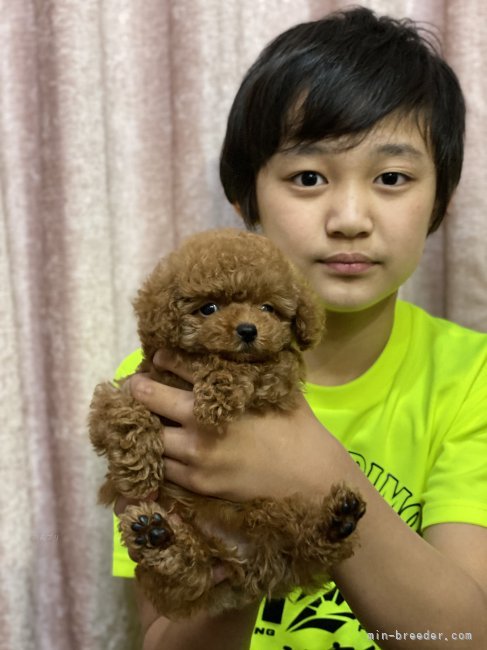 藤田　雅幸(ふじた　まさゆき)ブリーダー(石川県・トイプードルなど・JKC登録)の紹介写真6