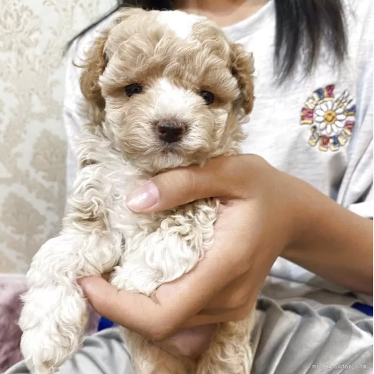 ミックス(トイプードル×ミックス)【石川県・男の子・2025年7月4日・アプリ ぶちカラー】の写真1「爆毛の珍しいカラーですすくすく成長中です🩷」