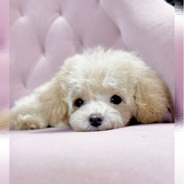 マルプー (トイプードル×マルプー)【石川県・女の子・2025年7月4日・アプリ クリーム】の写真「小さなティータイニーサイズのマルプーちゃ女の子です」