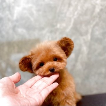 ティーカッププードル【石川県・男の子・2025年7月2日・レッド アプリ】の写真「超マイクロティーカップ予想、1番小さなベイビー」
