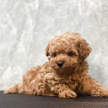 ティーカッププードル【石川県・女の子・2025年8月20日・レッド アプリ】の写真「ティーカップの女の子です」