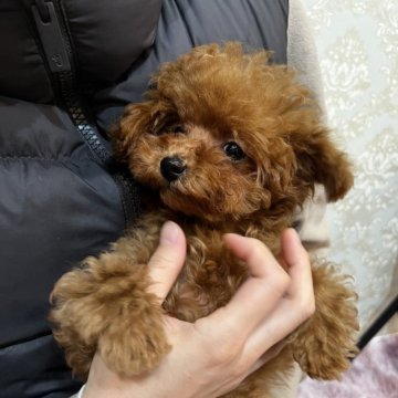 トイプードル(ティーカップ)【石川県・男の子・2024年11月20日・レッド】の写真「マイクロティーカップのりんちゃんママの双子ちゃん」