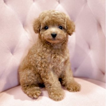 タイニープードル【石川県・女の子・2025年8月24日・レッド】の写真「かわいい女の子綺麗なレッドカラーです」