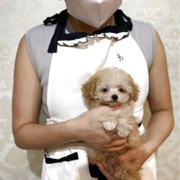 トイプードル(ティーカップ)【石川県・男の子・2025年7月2日・クリーム アプリ】の写真「超マイクロティーカップ確定 男の子」