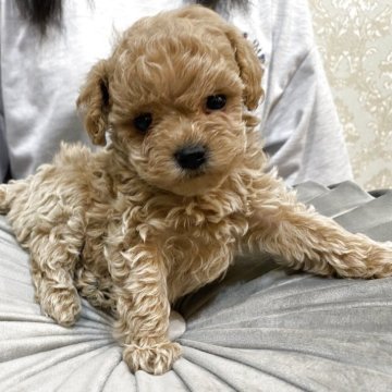 ミックス(トイプードル×ミックス)【石川県・男の子・2025年7月4日・アプリ】の写真「R初のかわいいマルプーちゃん男の子です」