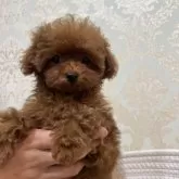 ティーカッププードル