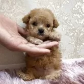 ティーカッププードル