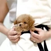 ティーカッププードル【石川県・男の子・2025年7月2日・レッド アプリ】の写真3