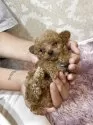 ティーカッププードル【石川県・男の子・2025年7月2日・レッド アプリ】の写真5