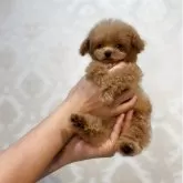 ティーカッププードル【石川県・男の子・2025年7月2日・レッド アプリ】の写真5