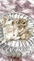 ミックス(トイプードル×ミックス)【石川県・男の子・2025年7月4日・アプリ ぶちカラー】の写真6