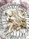 マルプー ミックス(トイプードル×ミックス)【石川県・男の子・2025年7月4日・アプリ クリーム】の写真8