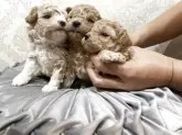 ミックス(トイプードル×ミックス)【石川県・男の子・2025年7月4日・アプリ ぶちカラー】の写真8