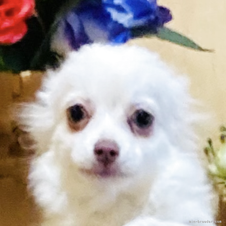 ブリーダー画像