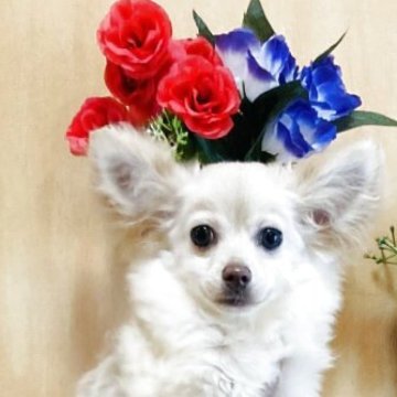 チワワ(ロング)【長崎県・女の子・2024年12月5日・2 ホワイト】の写真「スタイリッシュな女の子❣️健康問題なく標準サイズ❣」