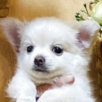 チワワ(ロング)【長崎県・男の子・2025年7月11日・ホワイト 1】の写真「可愛いお顔の男の子です🐶健康診断良⭕️」